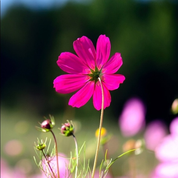 Meet your Posher, Gabriela - Picture 1 of 1